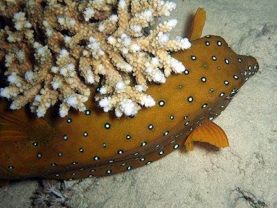 Yellow Boxfish or Cube Trunkfish - Ostracion Cubicus