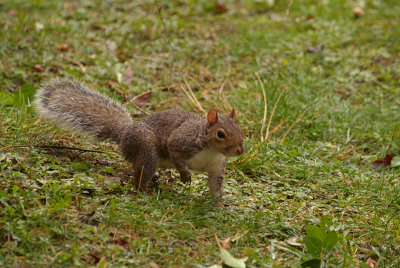 Grey Squirrel 14