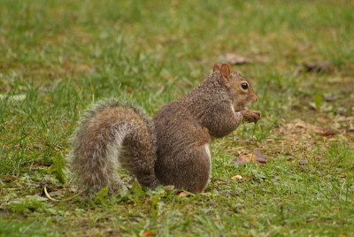 Grey Squirrel 15
