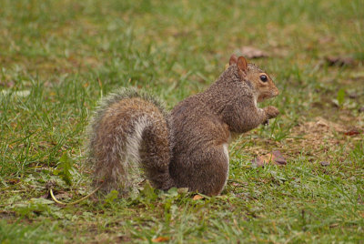 Grey Squirrel 16