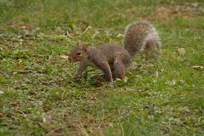 Grey Squirrel 18