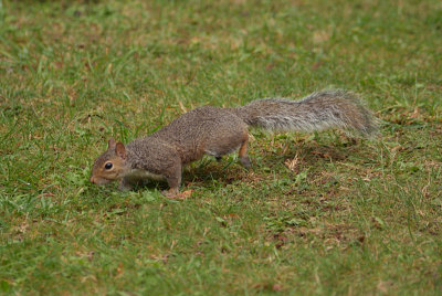 Grey Squirrel 19