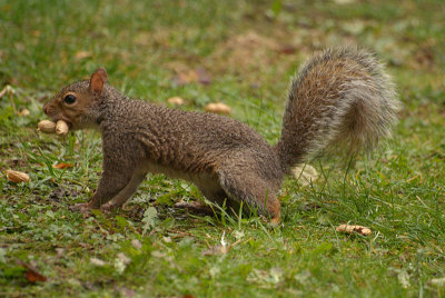 Grey Squirrel with Monkey Nuts