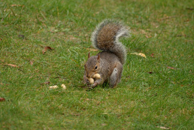 Grey Squirrel with Monkey Nuts 03