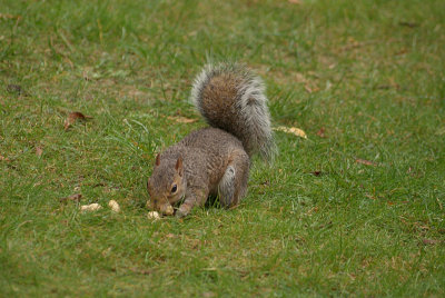 Grey Squirrel with Monkey Nuts 04