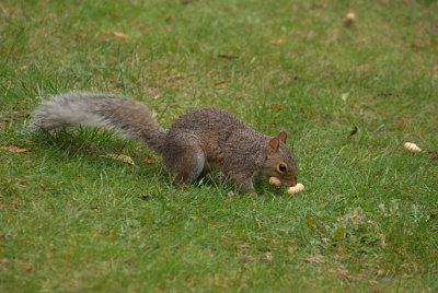 Grey Squirrel with Monkey Nuts 05