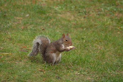Grey Squirrel with Monkey Nuts 06
