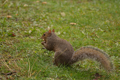 Grey Squirrel with Monkey Nuts 07