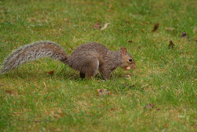 Grey Squirrel with Monkey Nuts 08