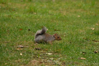 Young Grey Squirrel 29
