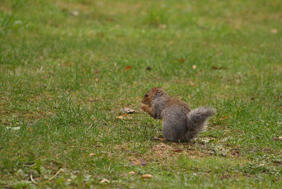 Young Grey Squirrel Eating 06