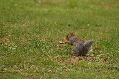Young Grey Squirrel with Monkey Nut 04