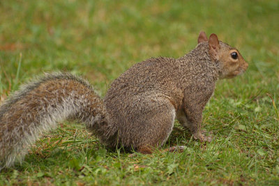 Grey Squirrel 20