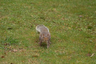 Grey Squirrel 21