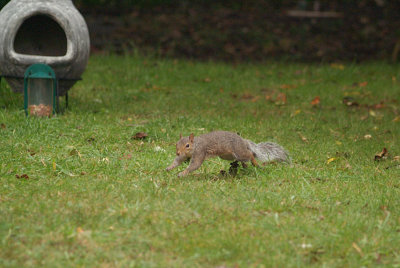 Grey Squirrel Running