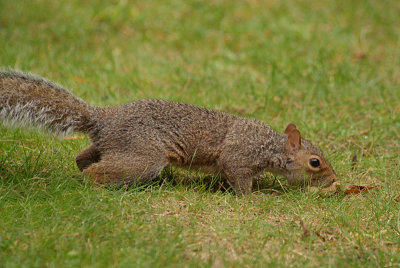 Grey Squirrel with Monkey Nuts 10