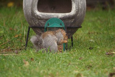 Young Grey Squirrel Eating 07