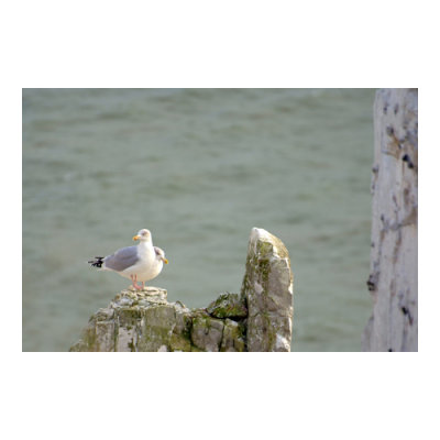 February - Perching Pair