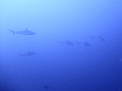 Five Oceanic Whitetips out in the Blue - Carcharhinus Longimanus