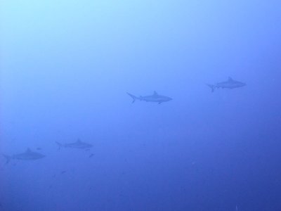 Four Oceanic Whitetips out in the Blue - Carcharhinus Longimanus