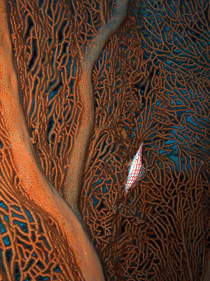Longnose Hawkfish on Fan Coral - Oxycirrhites Typus