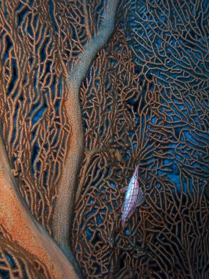 Longnose Hawkfish on Fan Coral - Oxycirrhites Typus 02