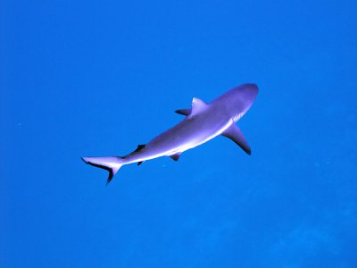 Oceanic Whitetip at Little Brother - Carcharhinus Longimanus 02