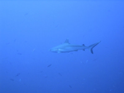 Oceanic Whitetip out in the Blue - Carcharhinus Longimanus