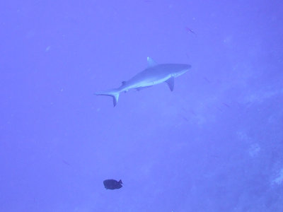Oceanic Whitetip out in the Blue - Carcharhinus Longimanus 02