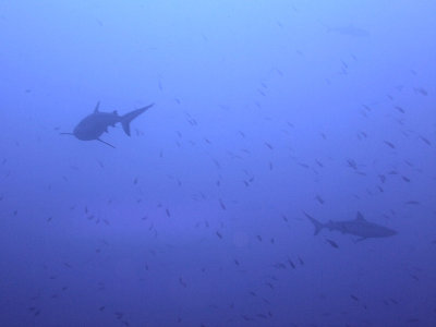 Oceanic Whitetips out in the Blue - Carcharhinus Longimanus