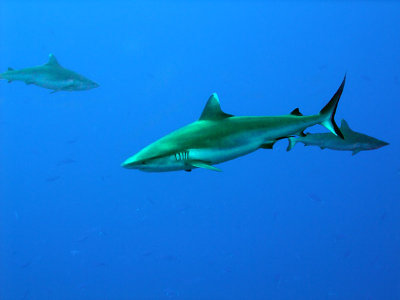 Three Oceanic Whitetips - Carcharhinus Longimanus