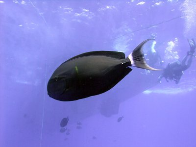 Black Surgeonfish or Monk Tang - Acanthurus Gahhm