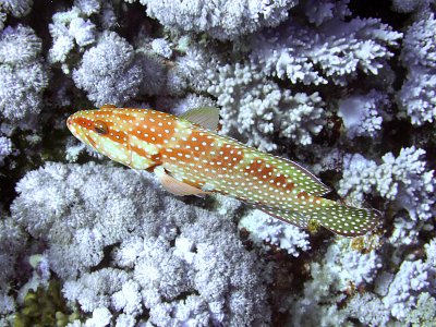 Coral Hind or Cod from above - Cephalopholis Miniata