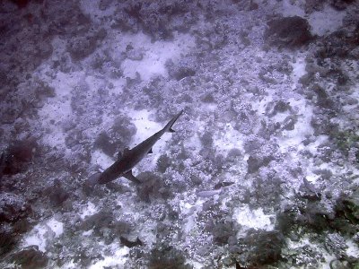 Oceanic Whitetip from above - Carcharhinus Longimanus