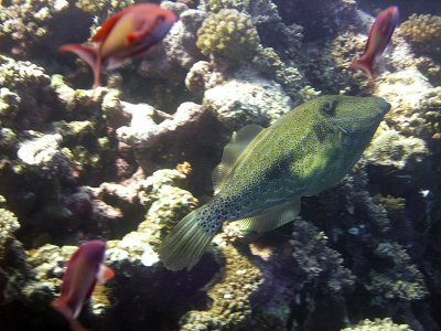 Anthias and Larger Fish against Hard Coral