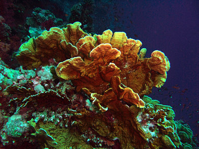 Fire Coral - Millepora Complanata