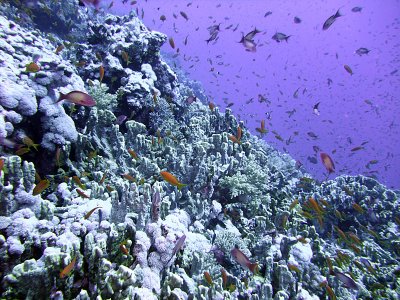 Scalefin or Lyretail Anthias over Hard Coral - Pseudanthias Squamipinnis
