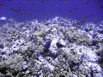 Scalefin or Lyretail Anthias over Hard Coral - Pseudanthias Squamipinnis 02