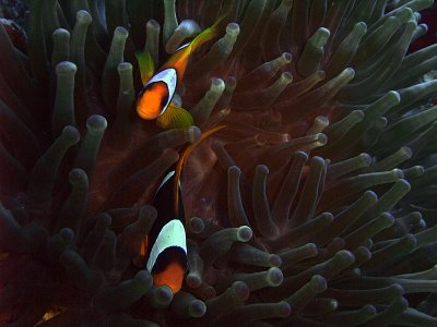 Two-Banded Anemonefish - Amphiprion Bicinctus