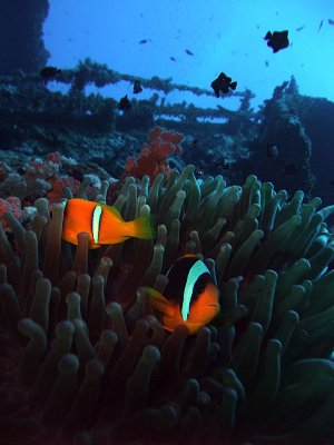 Two-Banded Anemonefish - Amphiprion Bicinctus by Wreck