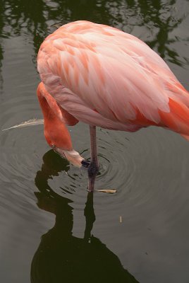 Cuban Flamingo 21