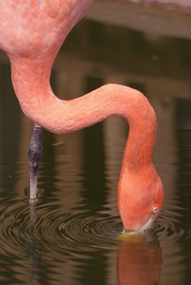 Cuban Flamingo Feeding
