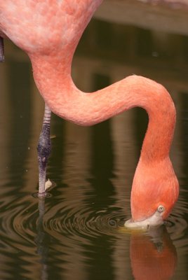 Cuban Flamingo Feeding 02