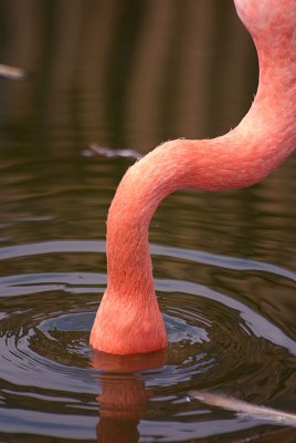 Cuban Flamingo Head Submerged