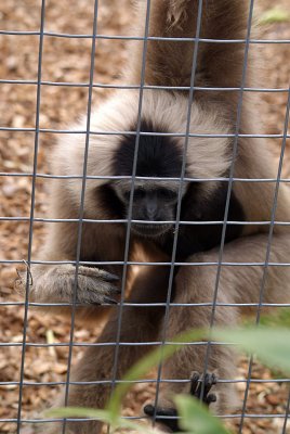 Female Pileated Gibbon 01