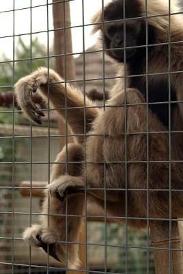 Female Pileated Gibbon 02