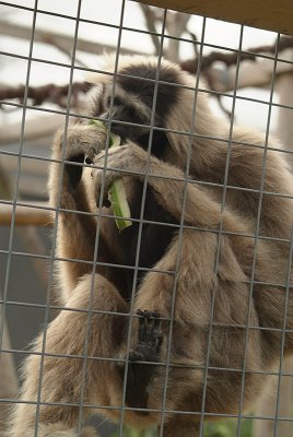 Female Pileated Gibbon Eating Cucumber