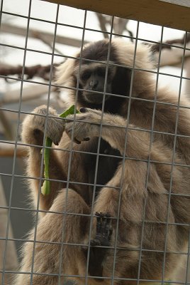 Female Pileated Gibbon Eating Cucumber 02