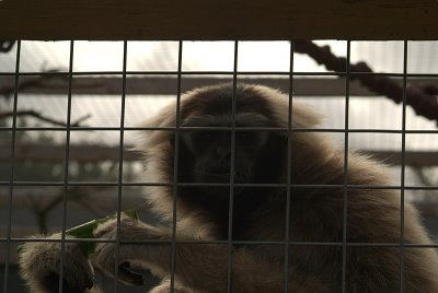 Female Pileated Gibbon Eating Cucumber 03