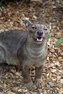 Fossa looking up